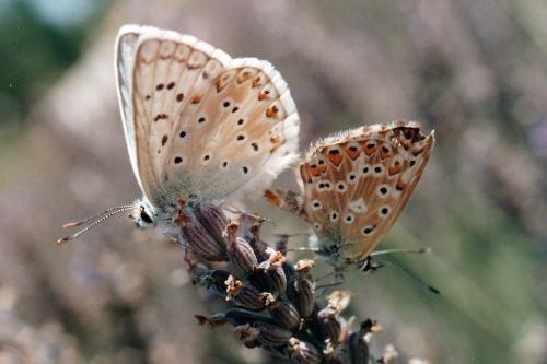 Réf. 275 252 : Polyommatus coridon